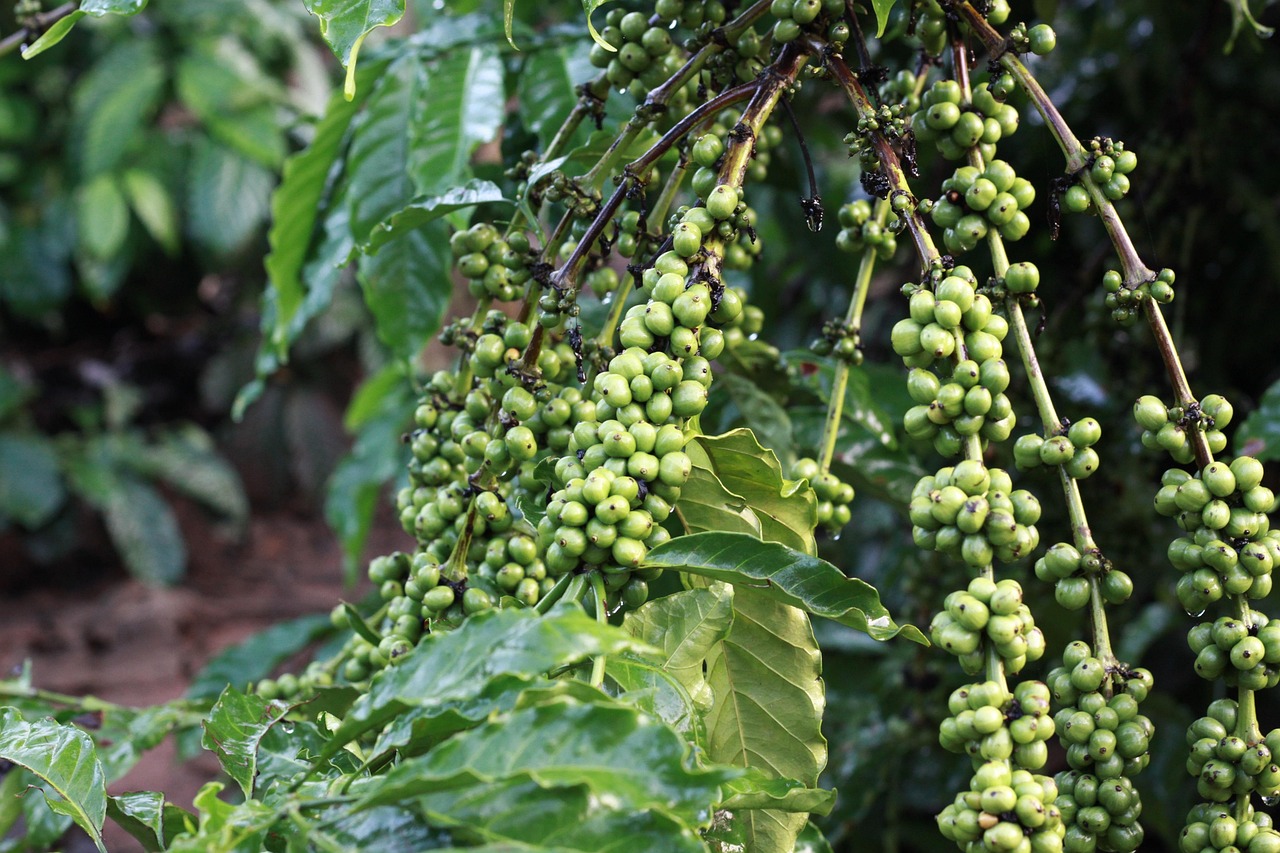 Women coffee farmers