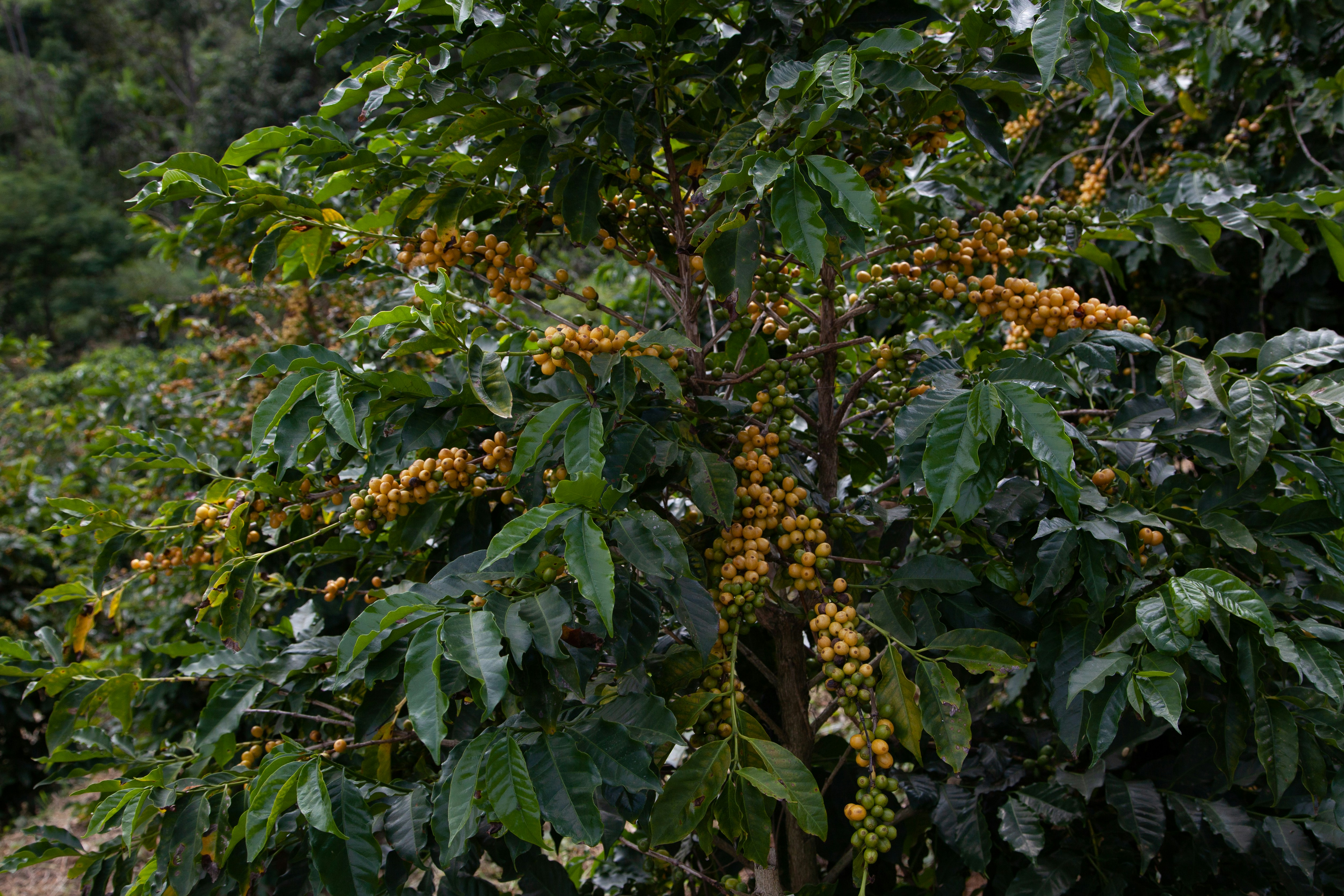 Green lush coffee farm in the mountains with mist