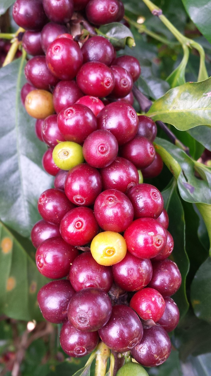 Coffee farmers working in the field